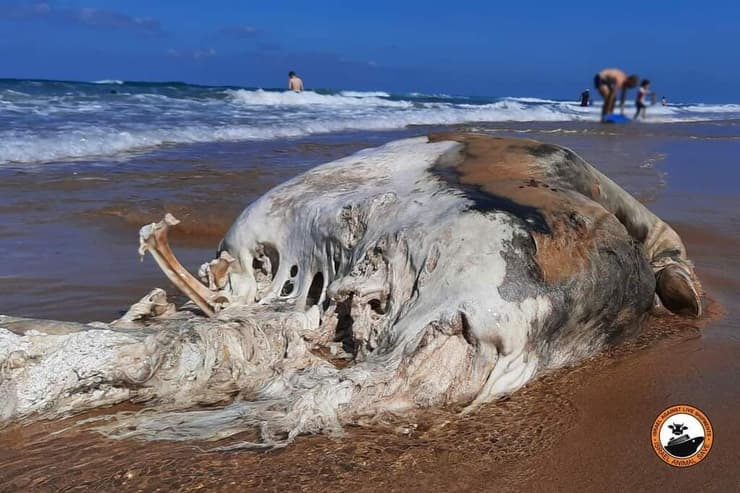 בעל חיים מת שנמצא בחוף החותרים