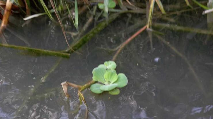 חסת המים. נמכרת גם במשתלות