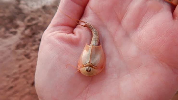 הייצור המוזר