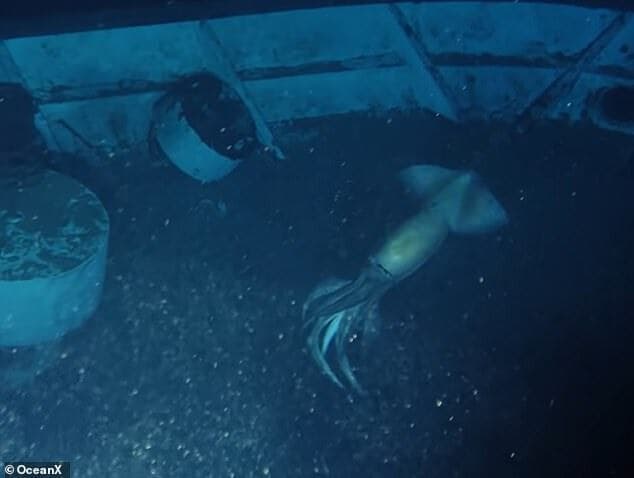 דיונון רחף גדול תועד בים סוף ליד ספינה שטבעה על ידי צוות מחקר