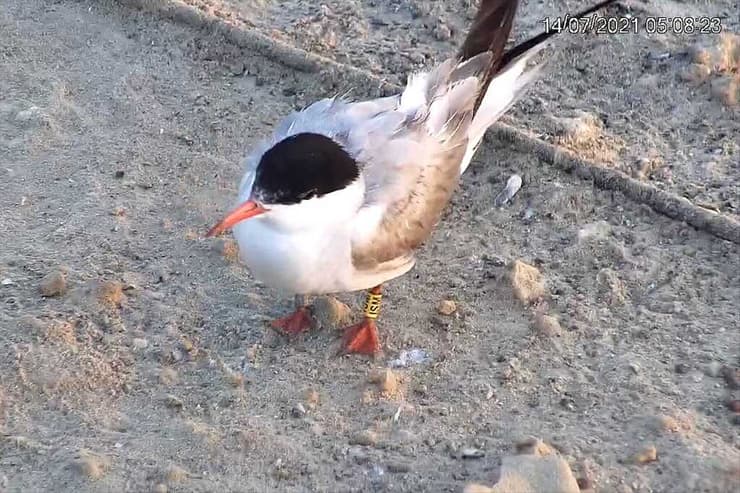 שחפית הים שאותרה בתימן, בתצלום מיולי 2021 (צילום: החברה להגנת הטבע) שחפית הים שאותרה בתימן, בתצלום מיולי 2021