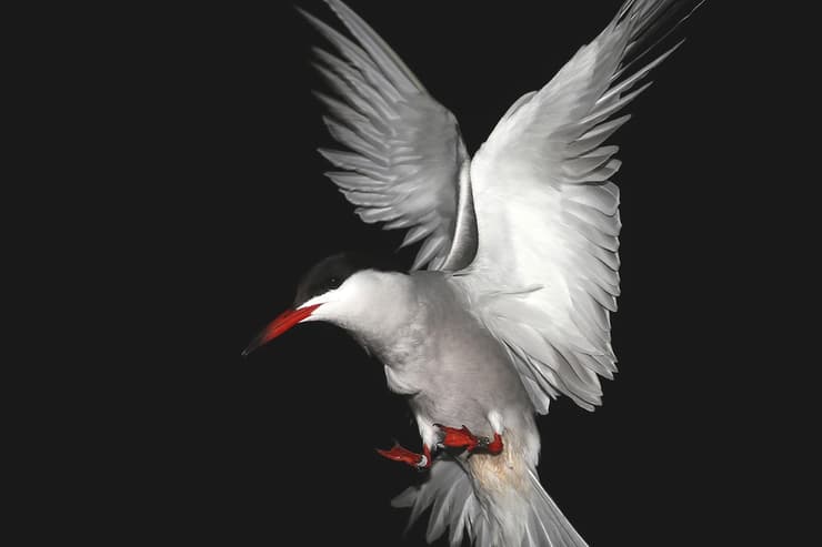 שחפית ים (צילום: החברה להגנת הטבע) שחפית ים