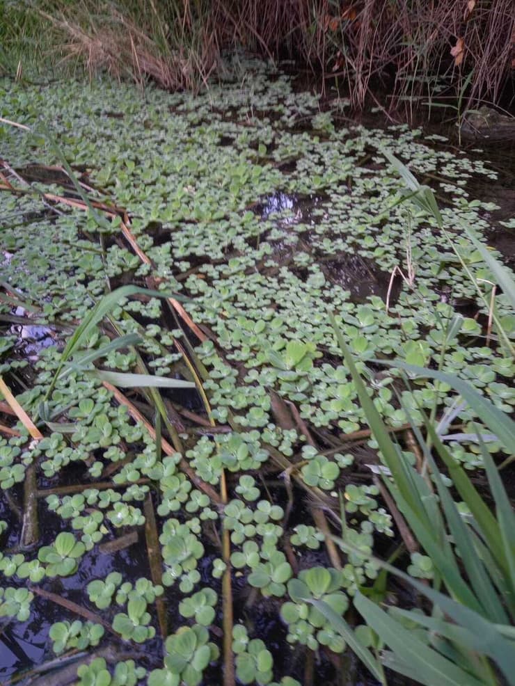 מין פולש מסוכן. חסת המים