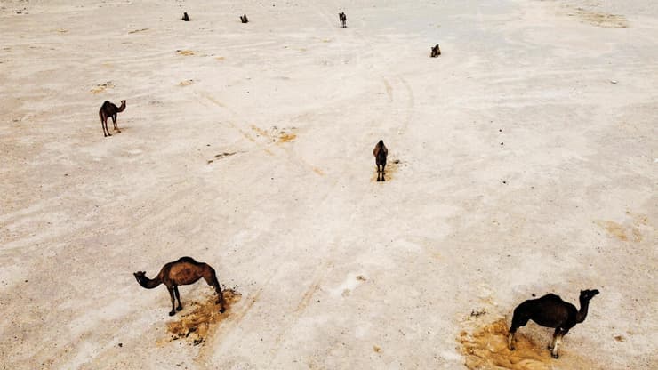 גמלים סמוך לניצנה שבנגב (צילום: רויטרס) גמלים סמוך לניצנה שבנגב