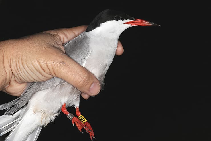 שחפית ים (צילום: החברה להגנת הטבע) שחפית ים