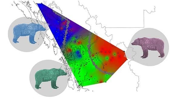 דמיון מפתיע בין הטריטוריות של אוכלוסיות הדובים למיפוי של שפות הילידים. מפת האזור המתמצתת את ממצאי החוקרים