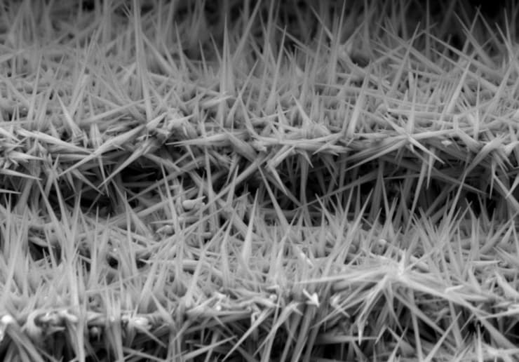 בשחור לבן: תמונת חתך-צד במיקרוסקופ אלקטרונים סורק של דגם המכיל ננו-מחטי זהב-ציאניד שנוצר מסגסוגת זהב-כסף (עומק בדגם – 2 מיקרונים מפני שטח הדגם)