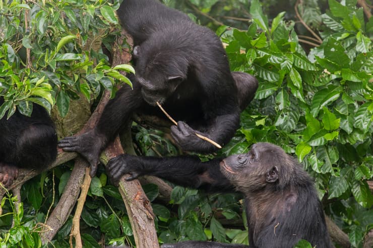שימפנזות ומקל