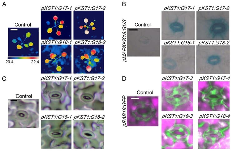 ביטוי ספציפי של חלבוני G17 או G18 (קיצור של ABCG17/18) בפיונית בלבד (pKST) גורם לסגירת פיוניות. הסיגנל הפלורוסנטי הירוק מעיד על התגובה המולקולרית וההצטברות של ההורמון ABA