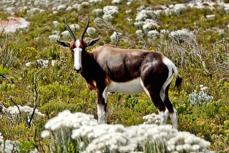 דאמאליסק הצבי בשמורת הטבע בונטבוק (צילום: Shutterstock) דאמאליסק הצבי בשמורת הטבע בונטבוק
