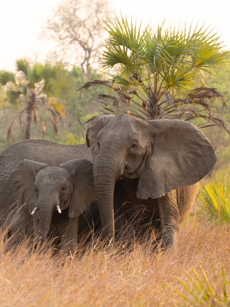 פילים ללא חטים בפארק הלאומי גורונגוסה 