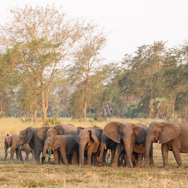 פילים ללא חטים בפארק הלאומי גורונגוסה 