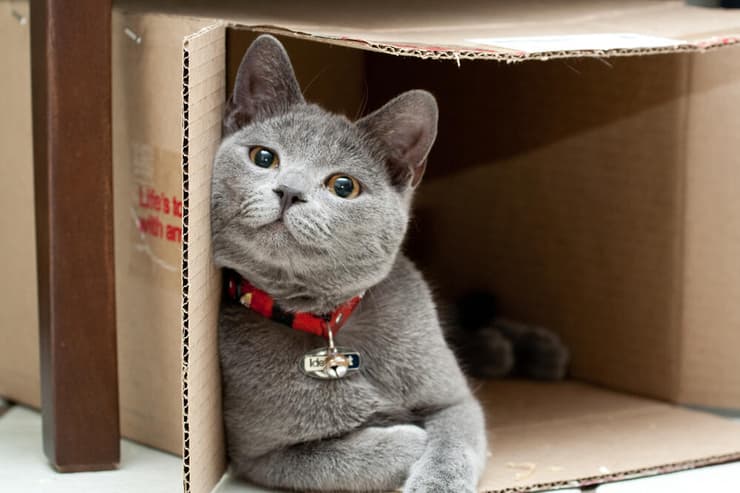 חתול שאוהב להיכנס לקופסאות
