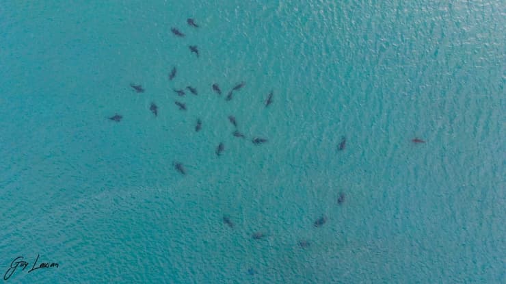 כרישים מתקבצים ליד תחנת הכוח בחדרה