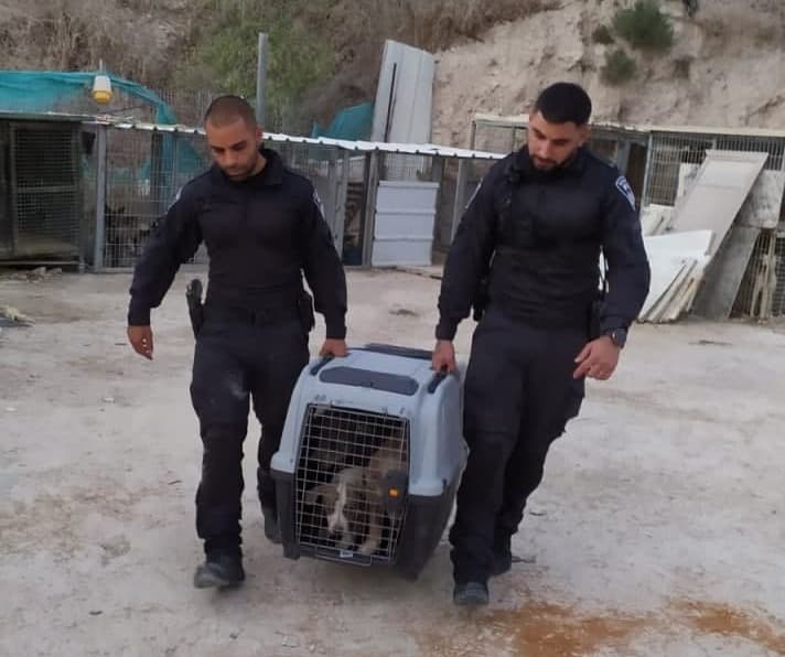 שוטרי משטרת ישראל יחד עם רשות הטבע והגנים ויחידת הפיצוח פשטו על מתחם פיראטי לגידול וסחר בכלבים