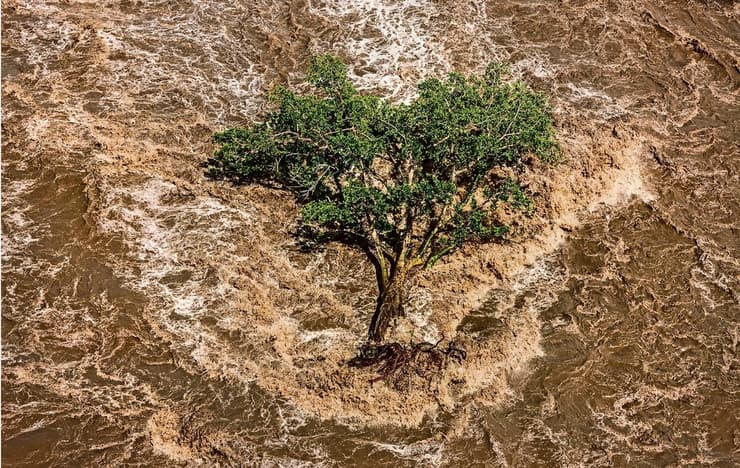 עץ שנעקר בנהר האוואסו, צפונית לנאניוקי, עמק הריפט, קניה
