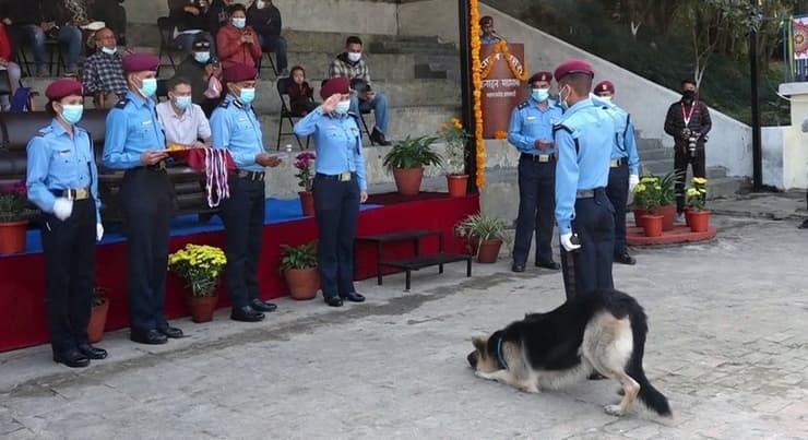 כבוד לכלבים בנפאל