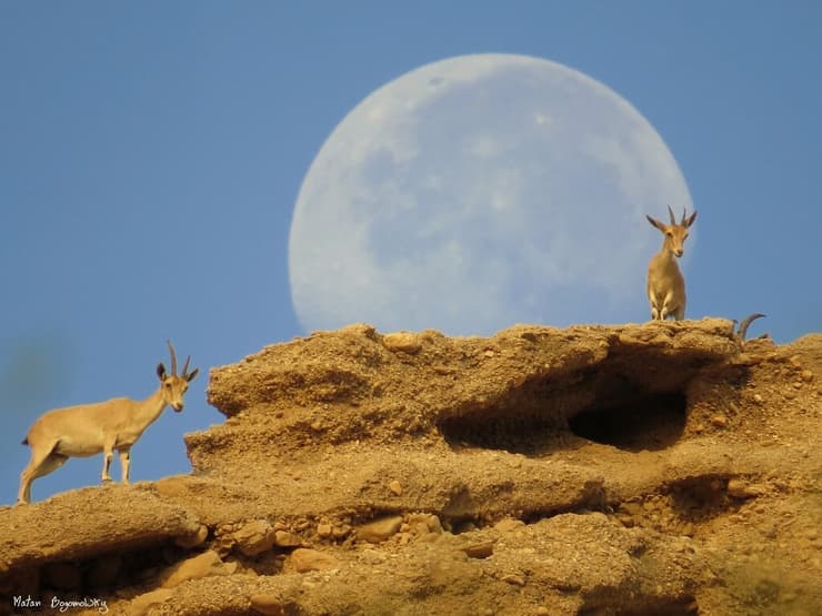 יעלים מול ירח במצוקי עין גדי