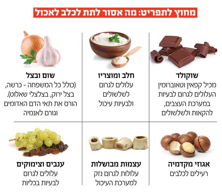 אינפו תזונה בריאה כלבים חיות מחמד 