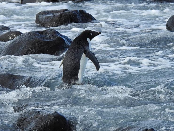 הפינגווין שוחרר לטבע לאחר טיפול
