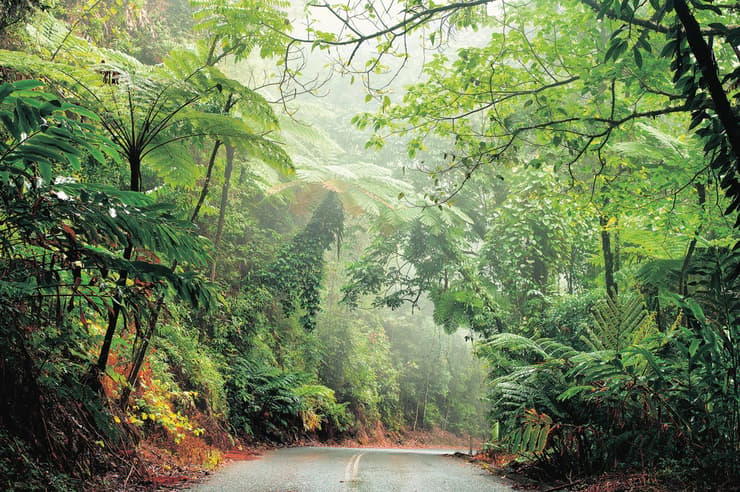 יערות גשםיער הגשם דיינטרי