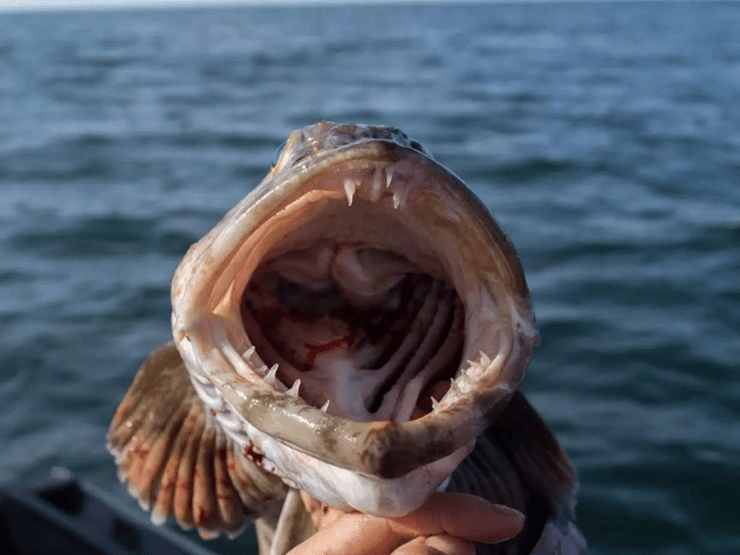 הדג עם 555 השיניים