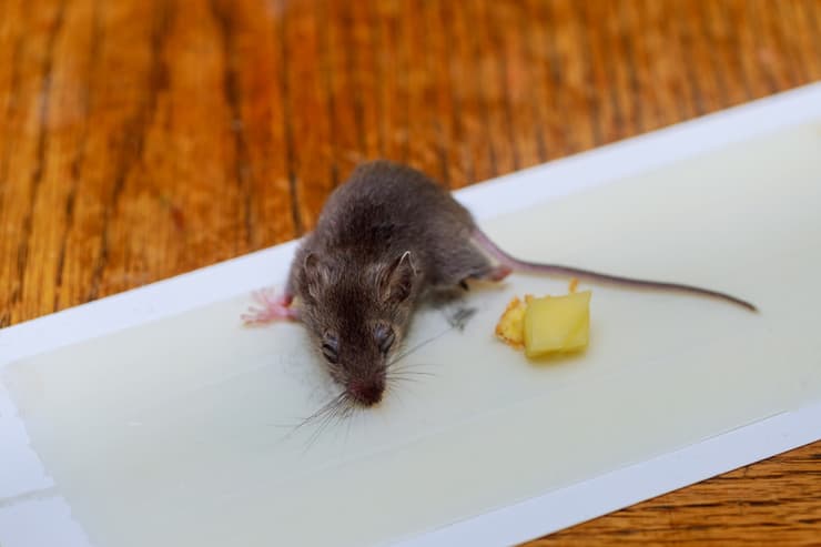 עכבר שנלכד במלכודת דבק - ומת