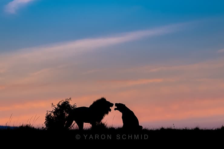 צללית של אריה ולביאה בזריחה במסאי מארה, קניה