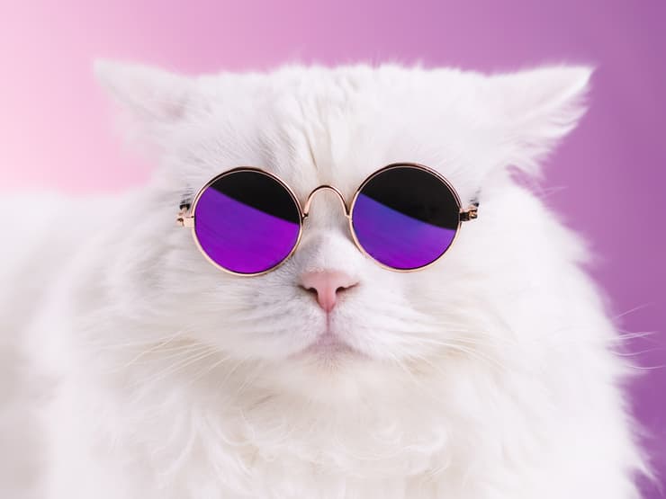 חתול עם משקפי שמש