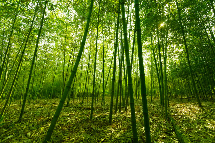 יער בסין