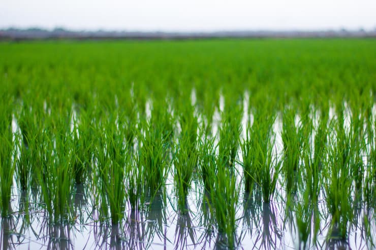 שדה אורז בגמביה