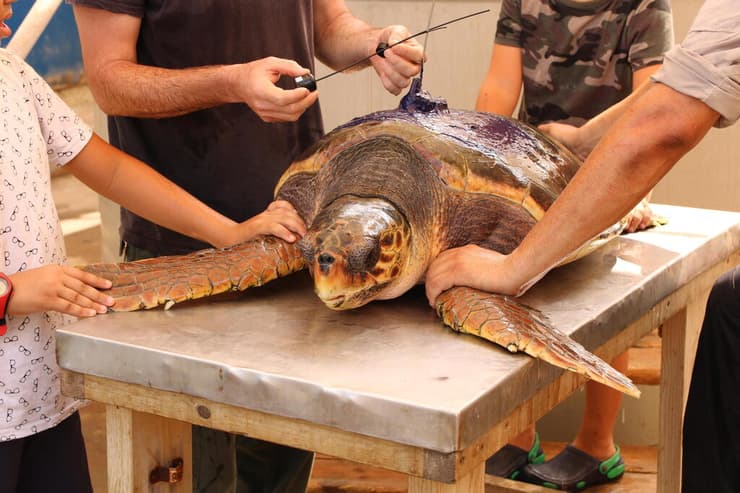 טיפול בצב ים במרכז להצלת צבי ים