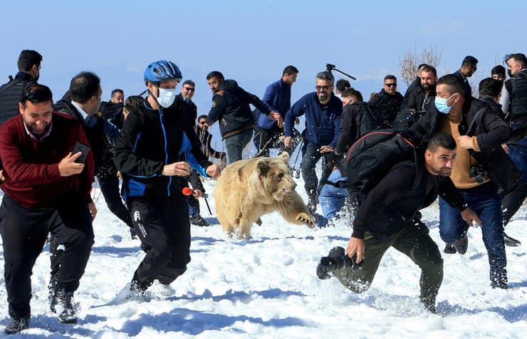 תמונות השנה של רויטרס 2021 בורחים מ דוב שפעילים כורדים למען בעלי חיים שחררו ב עיראק 11 פברואר