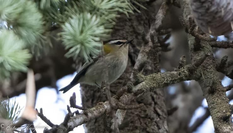 מלכילון לבן גבות ביער ביריה