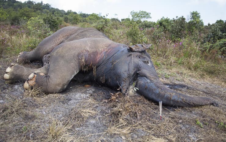 פיל שנהרג כתוצאה מצייד לא חוקי