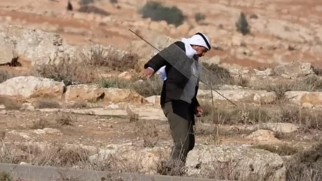 פלסטינים עוקרים עצי זית ליד התנחלות אביגיל