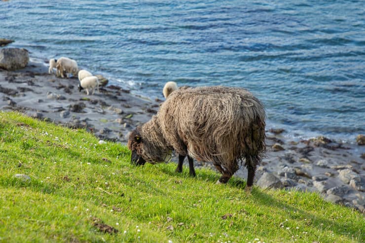 כבשים באיי פארו