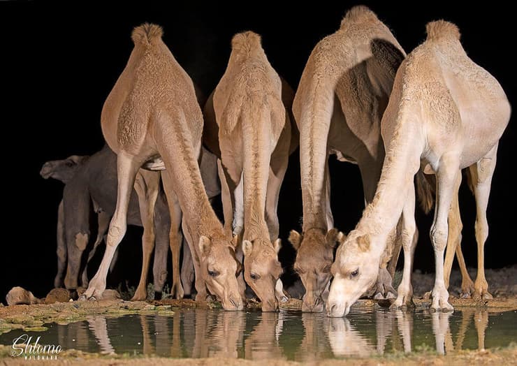 גמלים שותים מים במדבר