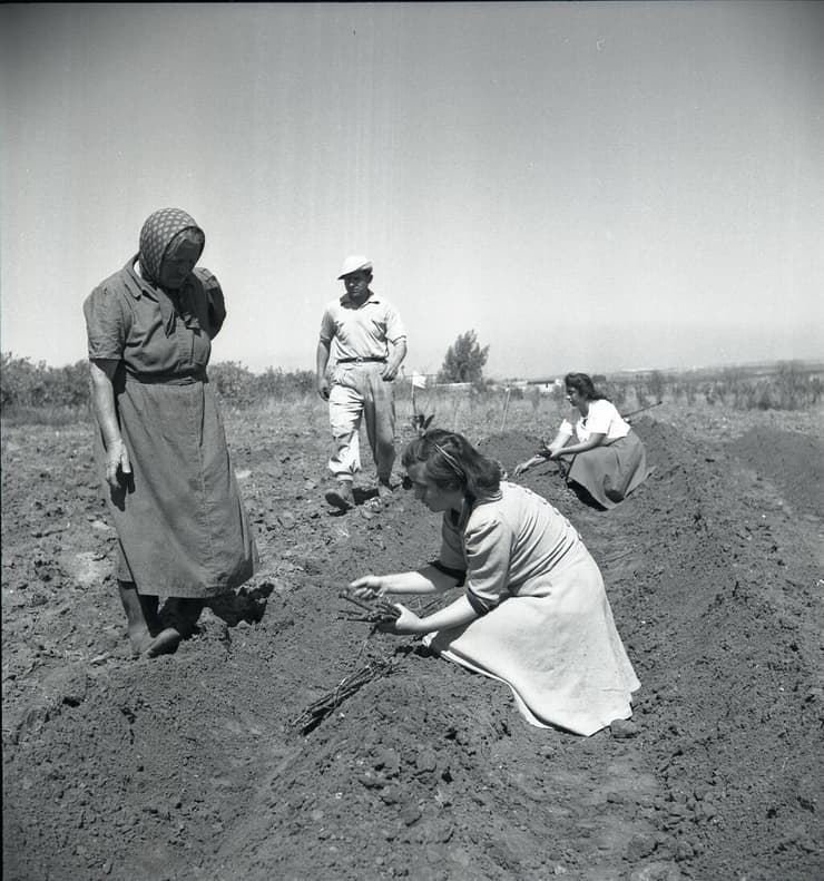 היו גידולים חקלאיים מגוונים. כפר חב"ד, 1950