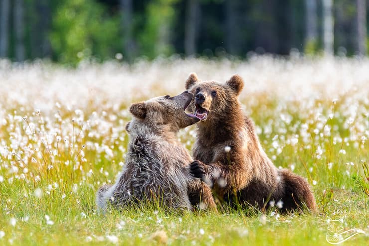 שני דובים משחקים