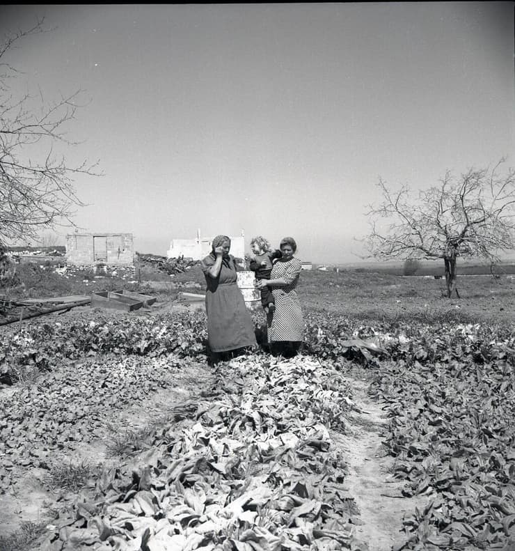 כפר חב"ד, 1950