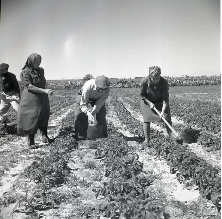 תושבי כפר חב"ד בחלקה שבהם גידלו ירקות, 1950