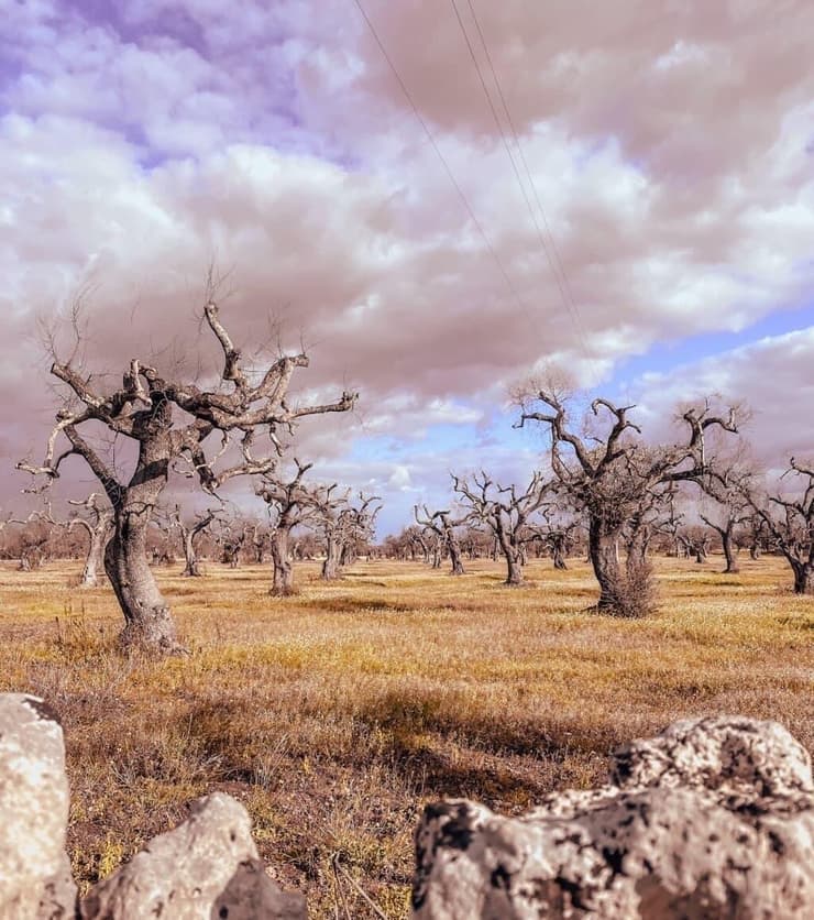מה שווירוס אחד יכול לעשות למטעי עצי זיתים בני מאות שנים