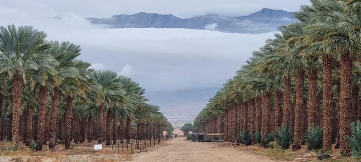 גלישת עננים על הרי אדום, לאחר לילה גשום בערבה (צילום: איילה שחר, קיבוץ אליפז) ערבה הדרומית מזג אוויר דרום