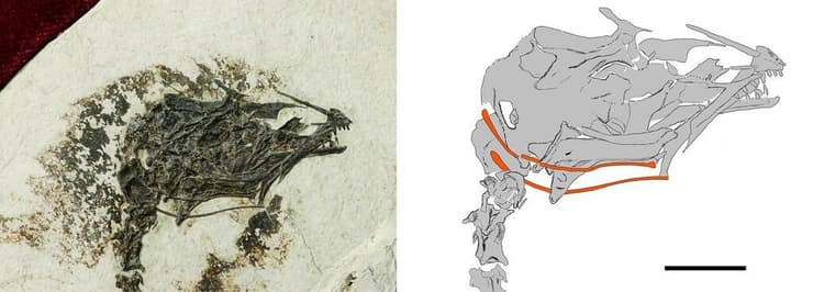 איור וצילום של גולגולת הציפור הפרה-היסטורית Brevirostruavis macrohyoideus