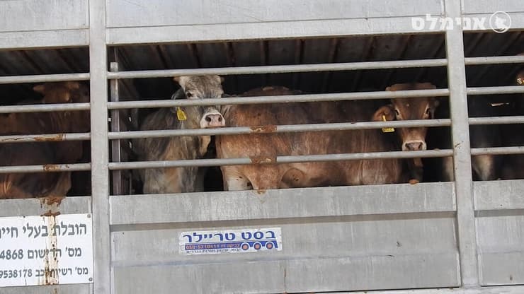 בעלי חיים מגיעים לישראל מהמשלוחים החיים