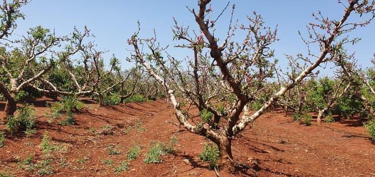 חוסר יבול בעצי אפרסק באזור קריית שמונה