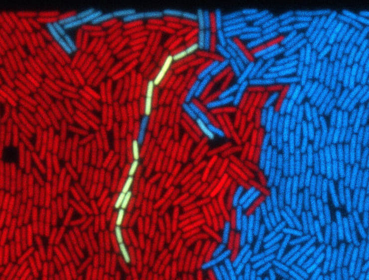  חיידקים המכילים אלמנט פרזיטי "רדום" (בכחול), מתעוררים ונהיים צהובים בנוכחות חיידקים שאינם מכילים את האלמנט (מסומנים באדום). התמונה מתוך המחקר