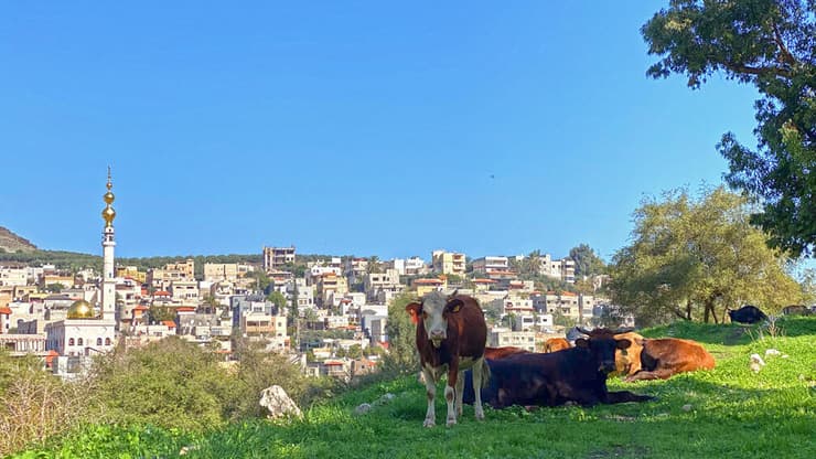 פרות ליד תחילת המסלול, סמוך לכפר ואדי חמאם