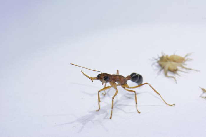 הורמון הנעורים מגביר את תוקפנותן של הנמלים הקופצות ההודיות. פועלת מאיימת על הצלם